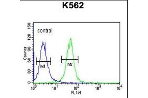 WDR73 Antibody (N-term) (ABIN651490 and ABIN2840265) flow cytometric analysis of K562 cells (right histogram) compared to a negative control cell (left histogram). (WDR73 antibody  (N-Term))