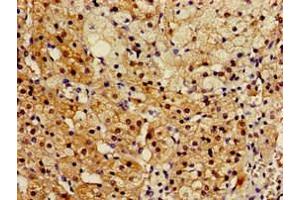 Immunohistochemistry of paraffin-embedded human adrenal gland tissue using ABIN7167566 at dilution of 1:100