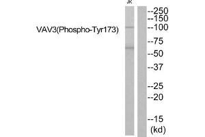 Western blot analysis of extracts from JK cells using VAV3 (Phospho-Tyr173) Antibody. (VAV3 antibody  (pTyr173))