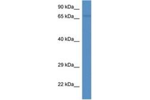 ESRP2 antibody  (AA 600-649)