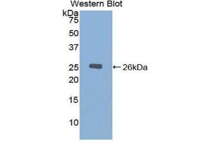 Western Blotting (WB) image for anti-Chordin (CHRD) (AA 422-635) antibody (ABIN1858405) (Chordin antibody  (AA 422-635))