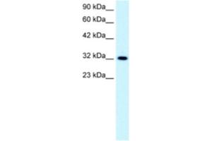 Western Blotting (WB) image for anti-E2F5 (E2F5) antibody (ABIN2463854) (E2F5 antibody)