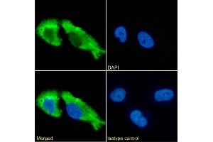Immunofluorescence staining of fixed U251 cells with anti-GABAR antibody 1F4. (Recombinant gamma-Aminobutyric Acid Receptor Subunit beta (RDL) antibody)