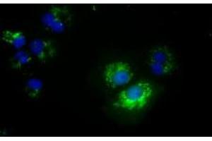 Image no. 1 for anti-NME/NM23 Nucleoside Diphosphate Kinase 4 (NME4) antibody (ABIN1499775) (NME4 antibody)