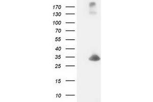 DCK antibody