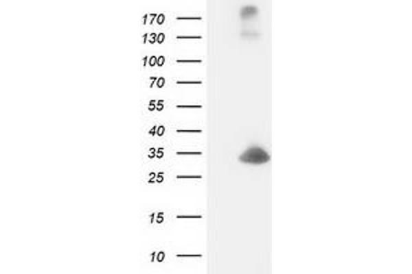 DCK antibody