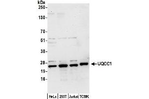 Western Blotting (WB) image for anti-Ubiquinol-Cytochrome C Reductase Complex Chaperone (UQCC) (AA 249-299) antibody (ABIN7452989)