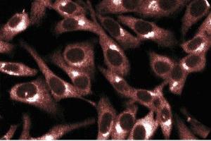 Immunofluorescent staining of HeLa cells. (PRKACA antibody  (AA 18-347))