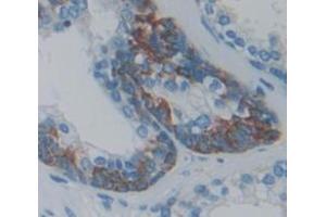 Figure. (RFNG antibody  (AA 68-312))