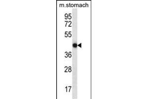 FGD2 antibody  (C-Term)