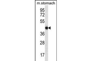 FGD2 Antibody (C-term) (ABIN657115 and ABIN2846263) western blot analysis in mouse stomach tissue lysates (35 μg/lane). (FGD2 antibody  (C-Term))