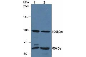 Figure. (QSOX1 antibody  (AA 394-519))