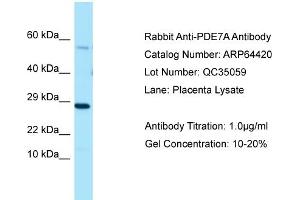 Western Blotting (WB) image for anti-phosphodiesterase 7A (PDE7A) (C-Term) antibody (ABIN971372) (PDE7A antibody  (C-Term))