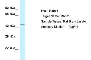 Host: Rabbit Target Name: MBNL2 Sample Tissue: Rat Brain Antibody Dilution: 1ug/ml