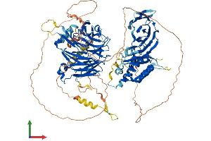 AlphaFold protein structure predicition of Mouse Recombinant Hira Protein, UniprotID Q61666 (HIRA Protein (AA 1-1015) (His tag))
