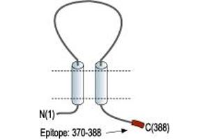 anti-Purinergic Receptor P2X, Ligand-Gated Ion Channel, 4 (P2RX4) (AA 370-388), (C-Term), (Intracellular) antibody