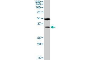BSND MaxPab polyclonal antibody. (BSND antibody  (AA 1-320))