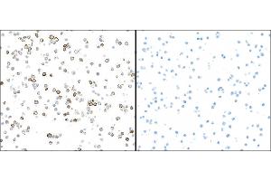 Immunocytochemistry (ICC) image for anti-Nitric Oxide Synthase 2, Inducible (NOS2) (AA 1094-1144) antibody (ABIN7453345)