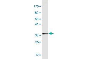 Western Blot detection against Immunogen (33. (MEF2B antibody  (AA 165-235))