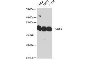 Western blot analysis of extracts of various cell lines, using CDK1 Rabbit mAb (ABIN7266576) at 1:1000 dilution.