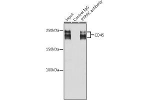Immunoprecipitation (IP) image for anti-Protein tyrosine Phosphatase, Receptor Type, C (PTPRC) (AA 1057-1306) antibody (ABIN6146454)