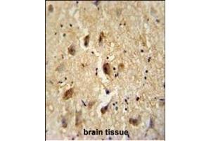 VITRN antibody (C-term) (ABIN654464 and ABIN2844197) immunohistochemistry analysis in formalin fixed and paraffin embedded human brain tissue followed by peroxidase conjugation of the secondary antibody and DAB staining. (Vitrin antibody  (C-Term))