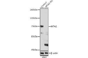 Western blot analysis of extracts of 293T cells, using MT antibody (243) at 1:1000 dilution. (MTA2 antibody  (AA 60-180))