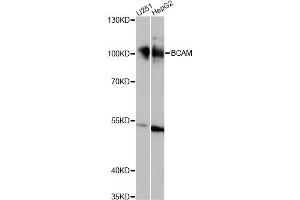 Western blot analysis of extracts of various cell lines, using BCAM antibody (ABIN6291879) at 1:1000 dilution.