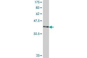 Western Blot detection against Immunogen (37 KDa) . (RAB3A antibody  (AA 122-220))