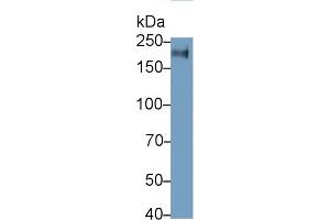 Detection of CD45 in Jurkat cell lysate using Monoclonal Antibody to Protein Tyrosine Phosphatase Receptor Type C (CD45) (CD45 antibody  (AA 193-575))