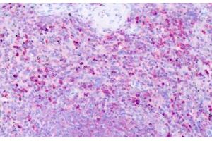 Anti-HRH1 / H1 Receptor antibody IHC staining of human spleen. (HRH1 antibody  (Cytoplasmic Domain))