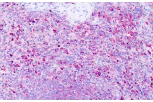 HRH1 antibody  (Cytoplasmic Domain)