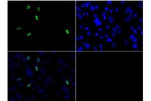 Immunofluorescence Microscopy of Rabbit Anti-Histone H3 [Asym-dimethyl Arg2] Antibody. (Histone 3 antibody  (H3R2me2a))