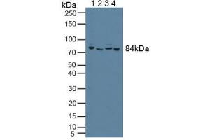 Figure. (PFKP antibody  (AA 553-753))