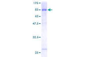 DIXDC1 Protein (AA 1-472) (GST tag)