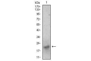 Fig. (BDNF antibody  (AA 19-248))