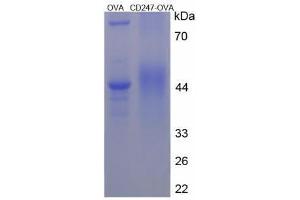 Image no. 1 for CD247 Molecule (CD247) peptide (Ovalbumin) (ABIN5666128) (CD247 Molecule (CD247) peptide (Ovalbumin))