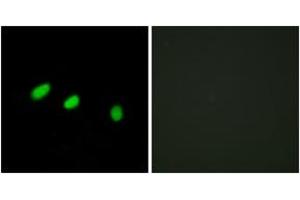 Immunofluorescence (IF) image for anti-Transformer 2 alpha Homolog (TRA2A) (AA 221-270) antibody (ABIN2879149) (TRA2A antibody  (AA 221-270))