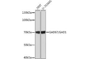 Western blot analysis of extracts of various cell lines, using G/G Rabbit mAb (ABIN7267410) at 1:1000 dilution. (GAD antibody)