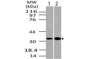 Image no. 1 for Goat anti-Rabbit IgG antibody (HRP) (ABIN5027926) (Goat anti-Rabbit IgG Antibody (HRP))