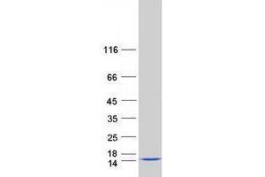 Western Blotting (WB) image for Thioredoxin Domain Containing 17 (TXNDC17) protein (Myc-DYKDDDDK Tag) (ABIN2734669)