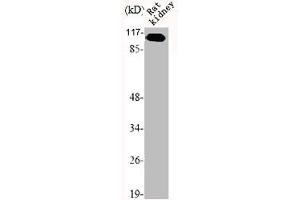 Western Blot analysis of RAT-KIDNEY cells using mGluR-7 Polyclonal Antibody (GRM7 antibody  (C-Term))