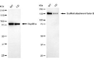 Western blotting analysis using scaffold attachment factor B antibody (ABIN7800275).