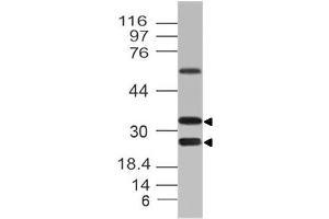 Image no. 1 for anti-C-Type Lectin Domain Family 12, Member A (CLEC12A) (AA 150-250) antibody (ABIN5027114) (CLEC12A antibody  (AA 150-250))