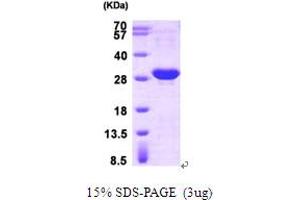 SDS-PAGE (SDS) image for Heat Shock 27kDa Protein 1 (HSPB1) (AA 1-205) protein (His tag) (ABIN666655) (HSP27 Protein (AA 1-205) (His tag))