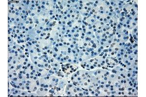 Immunohistochemistry (IHC) image for anti-P450 (Cytochrome) Oxidoreductase (POR) antibody (ABIN1497742) (POR antibody)