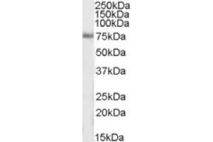 Image no. 1 for anti-Inositol-Trisphosphate 3-Kinase C (ITPKC) (Internal Region) antibody (ABIN375071)