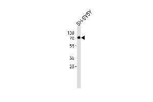Western blot analysis of lysate from SH-SY5Y cell line, using DBH Antibody (Center) (ABIN6243182 and ABIN6577580). (DBH antibody  (AA 199-232))