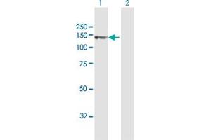 SFRS14 antibody  (AA 1-988)