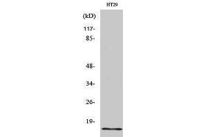 Western Blotting (WB) image for anti-Insulin-Like 4 (Placenta) (INSL4) (Internal Region) antibody (ABIN3175660) (INSL4 antibody  (Internal Region))